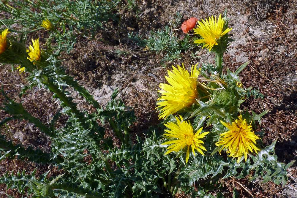 Scolymus grandiflorus / Cardogna maggiore